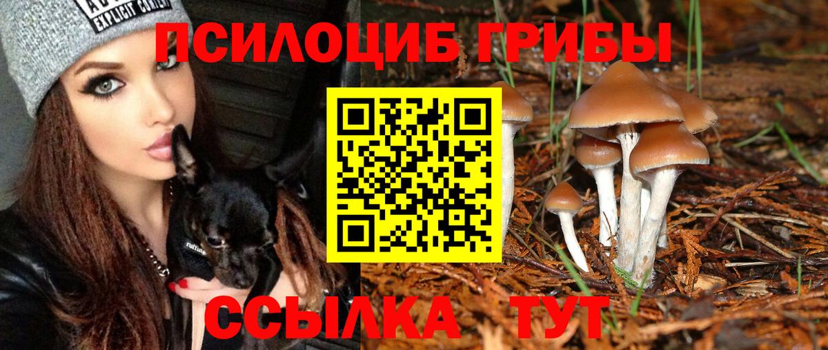 купить   Псилоцибиновые грибы MAGIC MUSHROOMS  Вход с VPN  Долгопрудный 